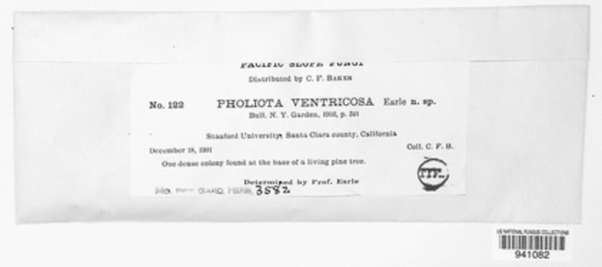 Gymnopilus ventricosus image